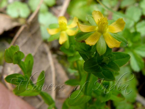 Matted Hypericum